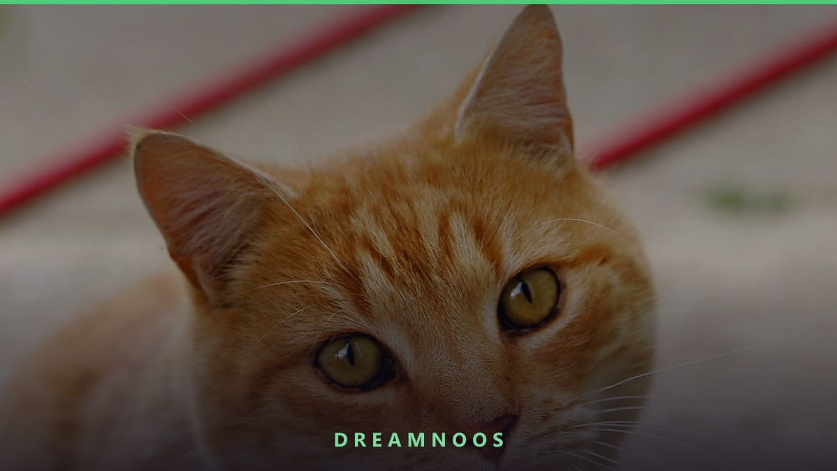 Symbolic illustration for Cat Dream Meaning & Interpretation