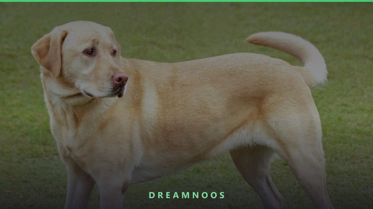 Symbolic illustration for Dog Attack Dream Meaning & Interpretation