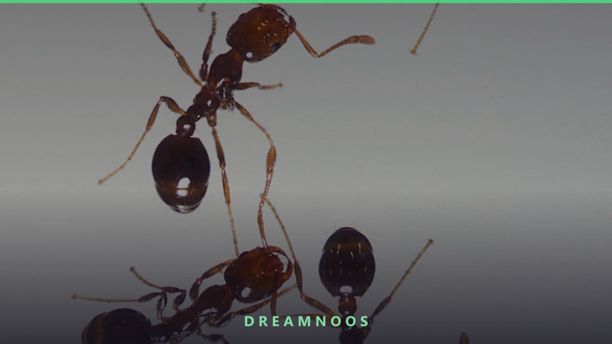 Symbolic illustration for Killing a Bleeding Insect Dream Meaning & Interpretation