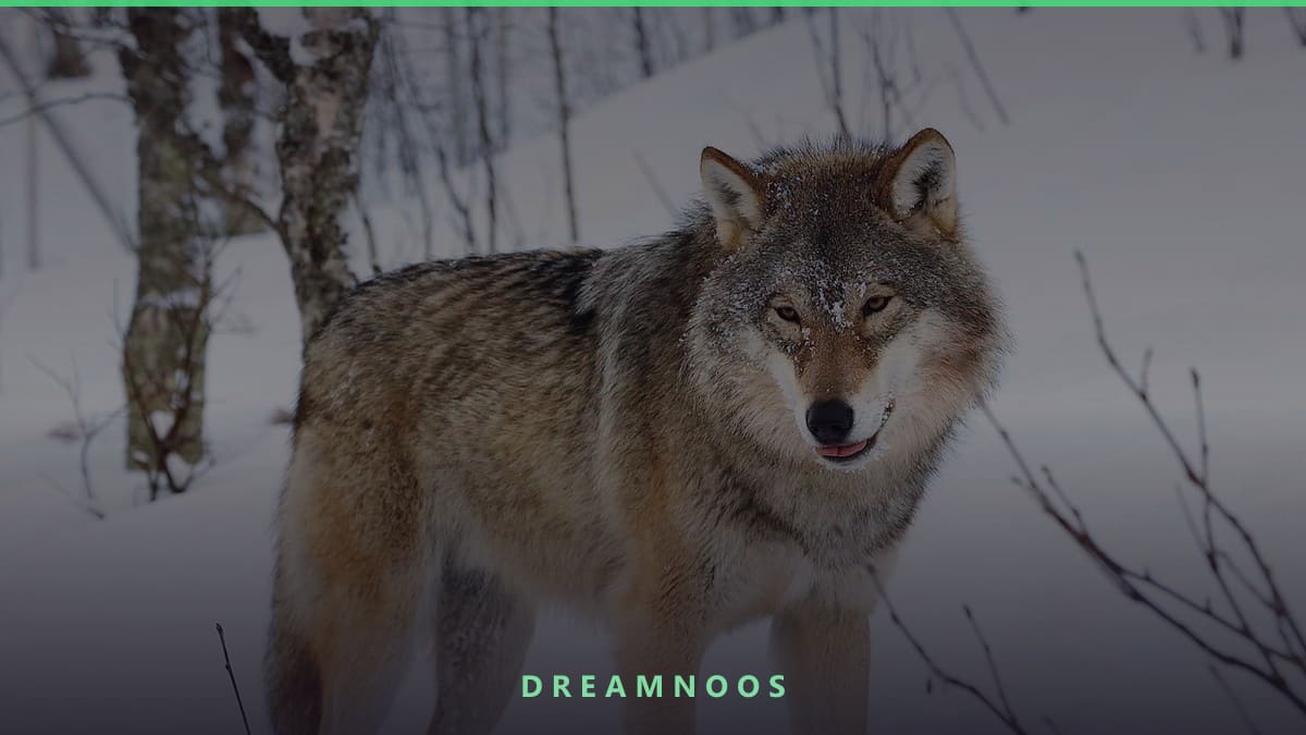 Symbolic illustration for Wolf Attack Dream Meaning & Interpretation
