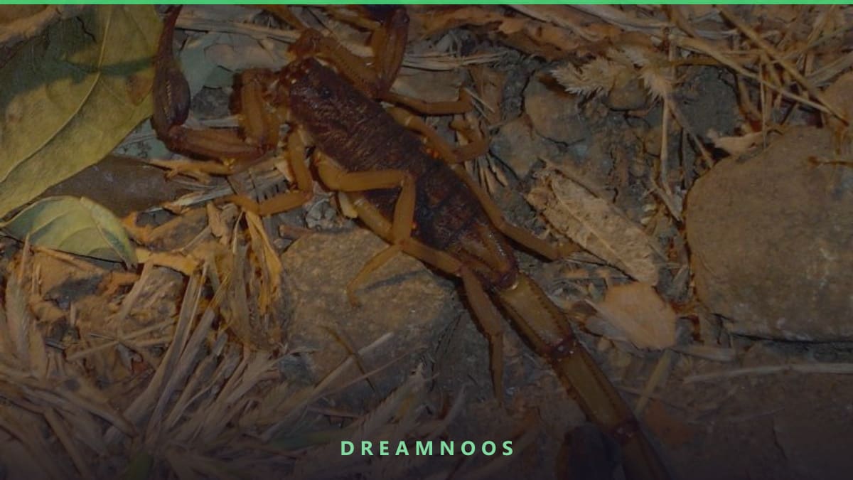 Symbolic illustration for Scorpion Bite Dream Meaning & Interpretation